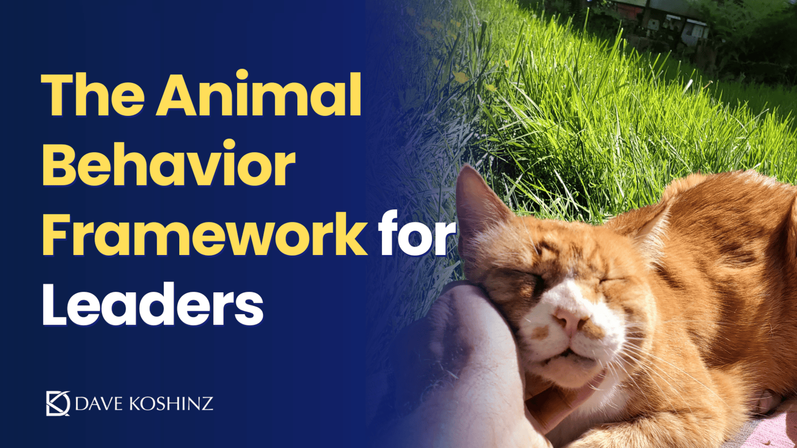 The Animal Behavior Framework for Leaders